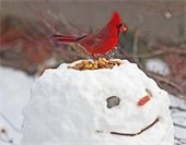 Cardinal on snowman feeder