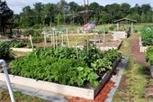 Community Gardens
