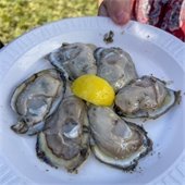 A plate of fresh oysters from the Yorktown Wine & Oyster Festival