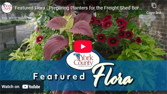 Featured Flora video