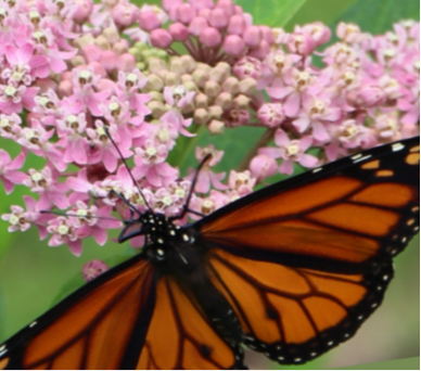 Butterfly and Milkweed