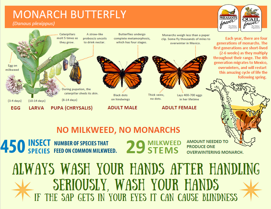 Monarch Butterfly