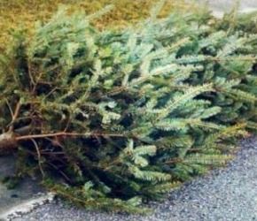Recycle Your Christmas Tree